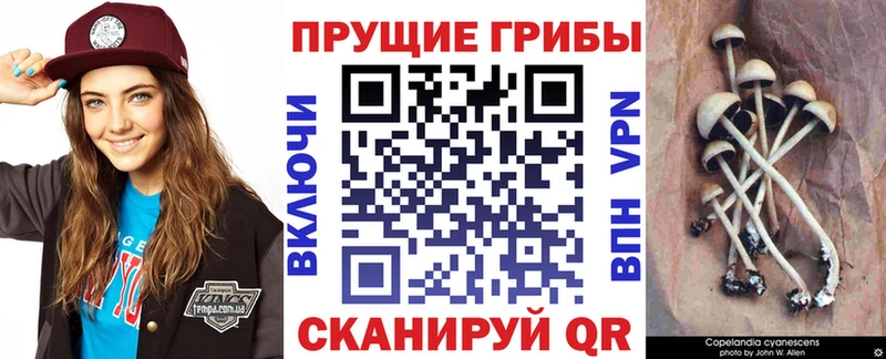 Псилоцибиновые грибы Magic Shrooms  гидра как зайти  Котельнич 